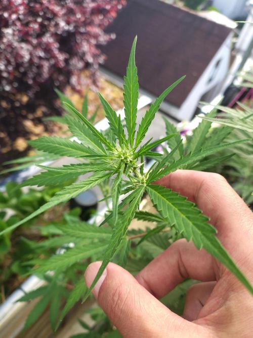 Fastbuds Gorilla Z Auto. Week 7