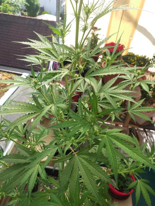 Fastbuds Gorilla Z Auto. Week 7