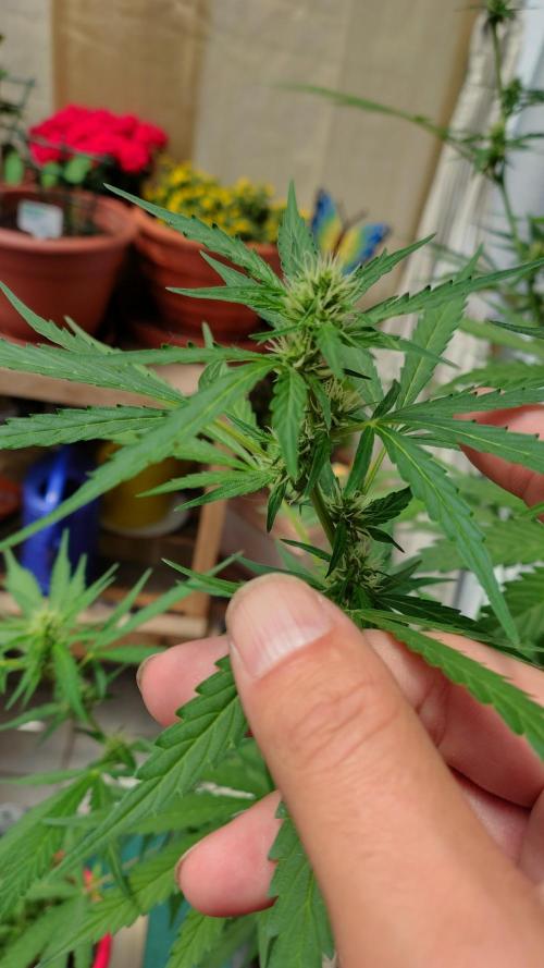 Fastbuds Gorilla Z Auto. Week 8