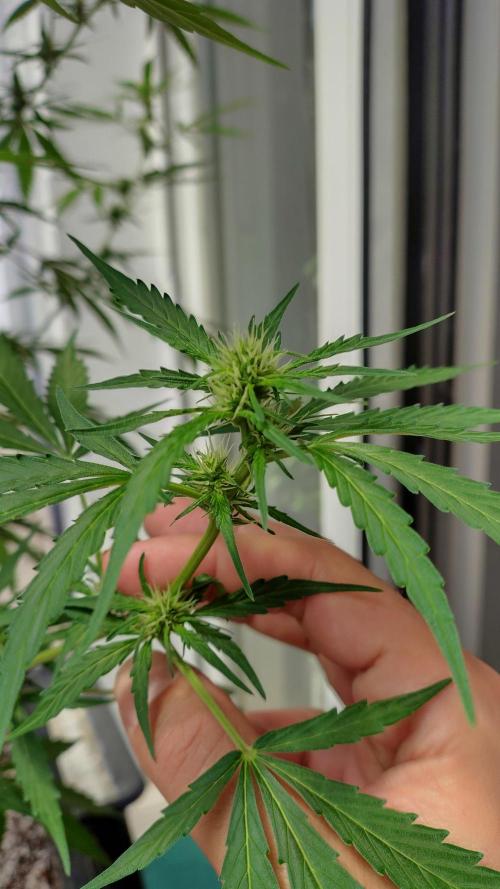 Fastbuds Gorilla Z Auto. Week 8