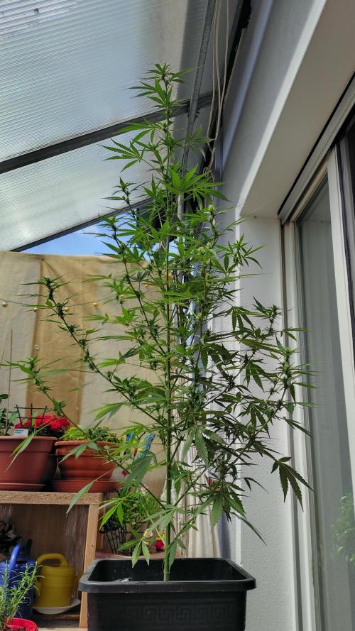 Fastbuds Gorilla Z Auto. Week 8