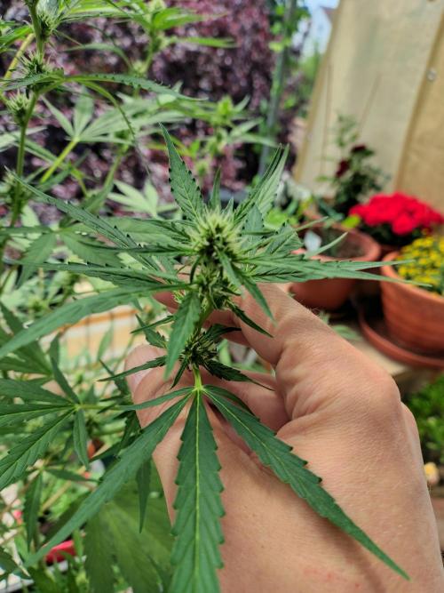 Fastbuds Gorilla Z Auto. Week 8