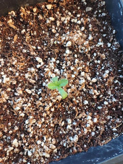 Biscotti Gelato. Week 1