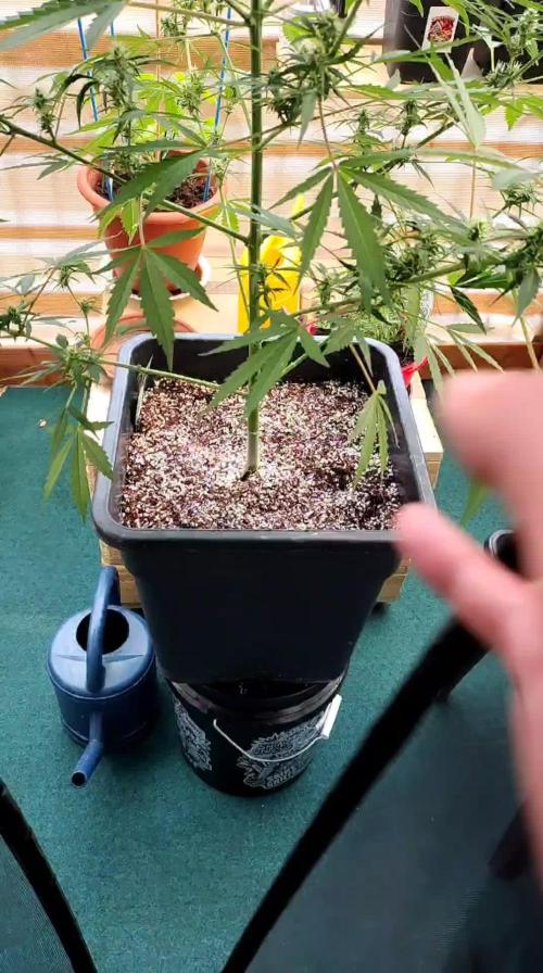Fastbuds Gorilla Z Auto