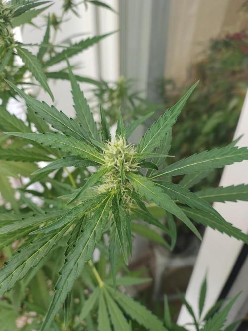 Fastbuds Gorilla Z Auto. Week 9