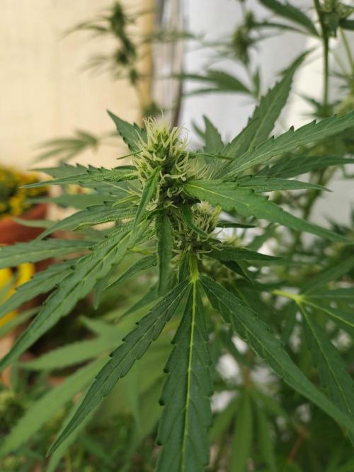 Fastbuds Gorilla Z Auto. Week 9