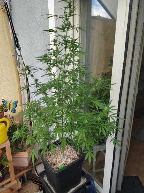 Fastbuds Gorilla Z Auto. Week 9