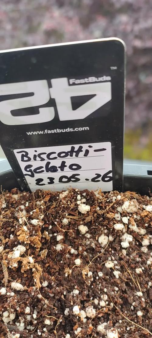 FASTBUDS Biscotti Gelato