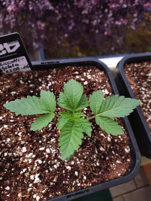 FASTBUDS Biscotti Gelato. Week 3