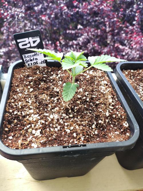 FASTBUDS Biscotti Gelato. Week 3