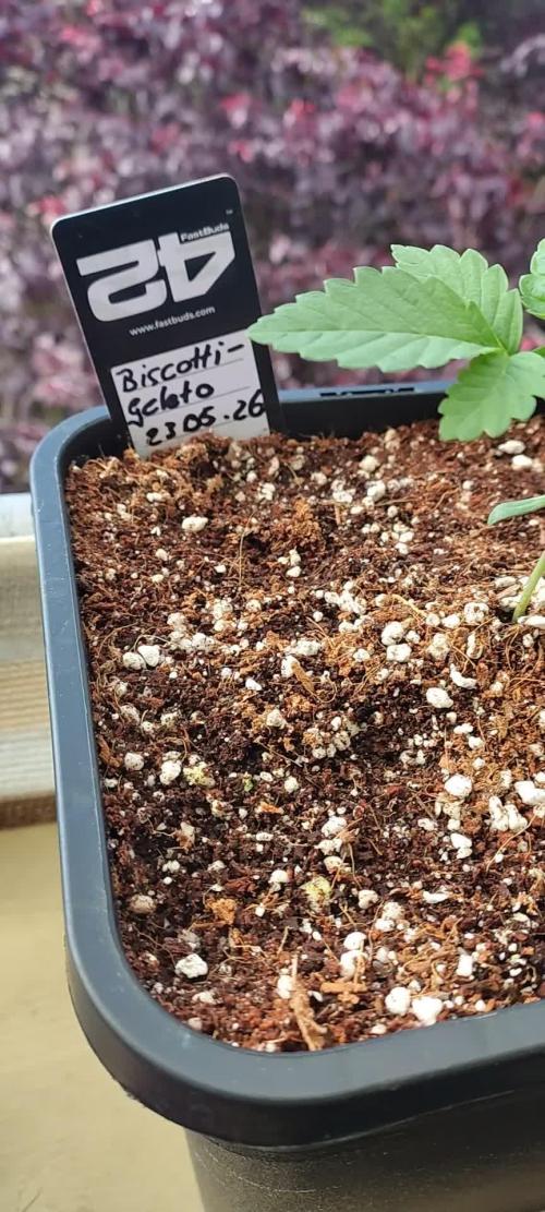 FASTBUDS Biscotti Gelato