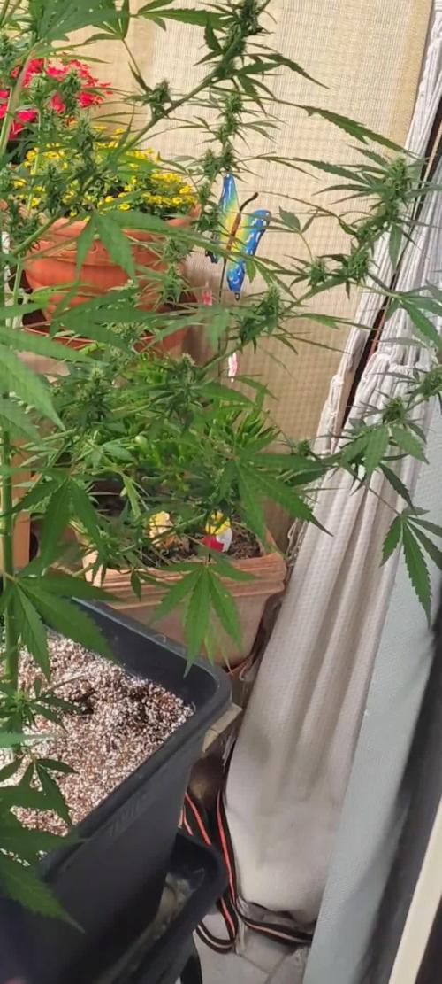 Fastbuds Gorilla Z Auto
