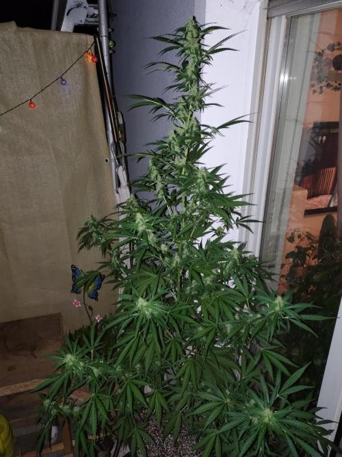 Fastbuds Gorilla Z Auto. Week 10