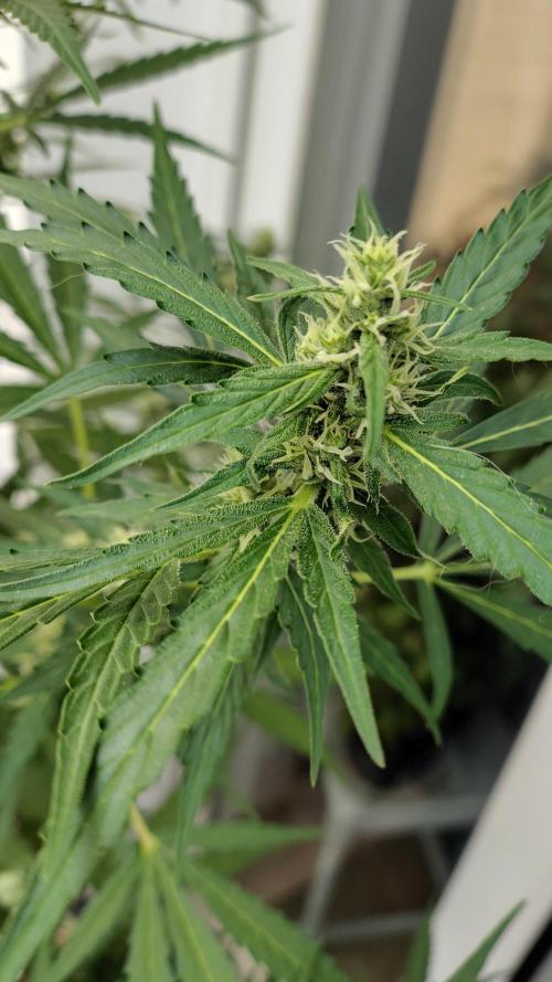 Fastbuds Gorilla Z Auto. Week 10