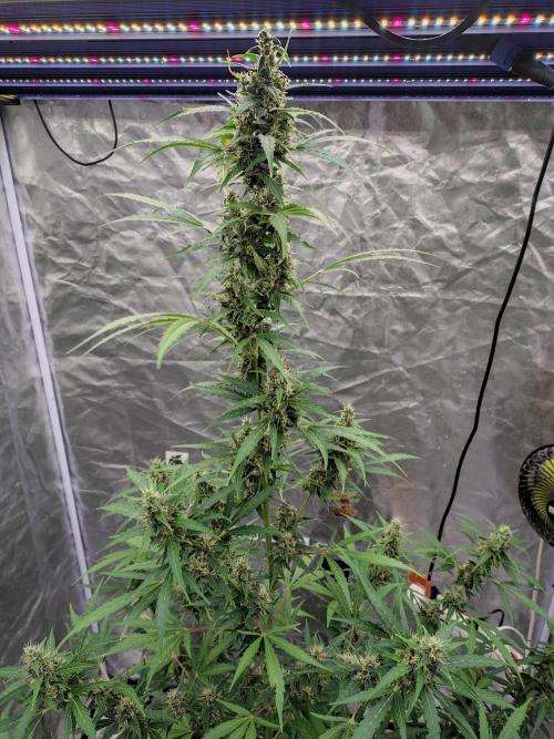 Fastbuds Gorilla Z Auto. Week 10