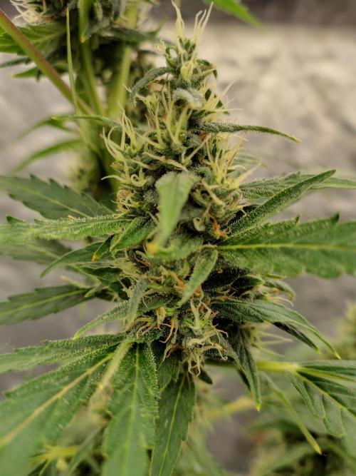 Fastbuds Gorilla Z Auto. Week 10