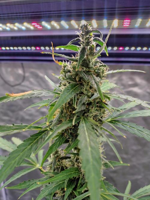 Fastbuds Gorilla Z Auto. Week 10