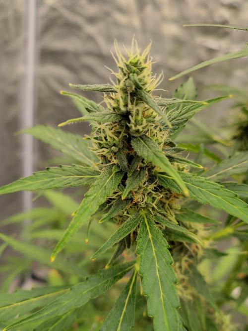 Fastbuds Gorilla Z Auto. Week 10