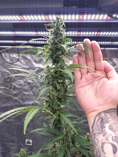Fastbuds Gorilla Z Auto. Week 10