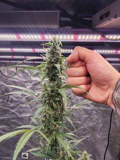 Fastbuds Gorilla Z Auto. Week 10