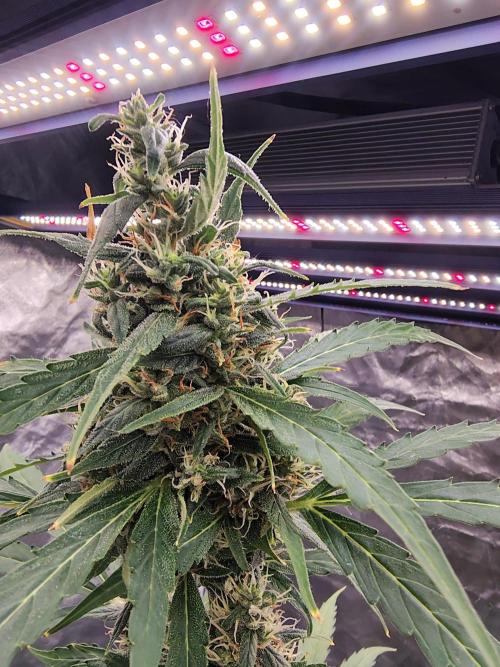 Gorilla Z Auto. Week 10