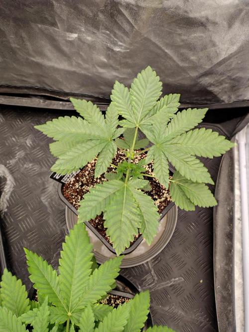 FASTBUDS Biscotti Gelato. Week 5