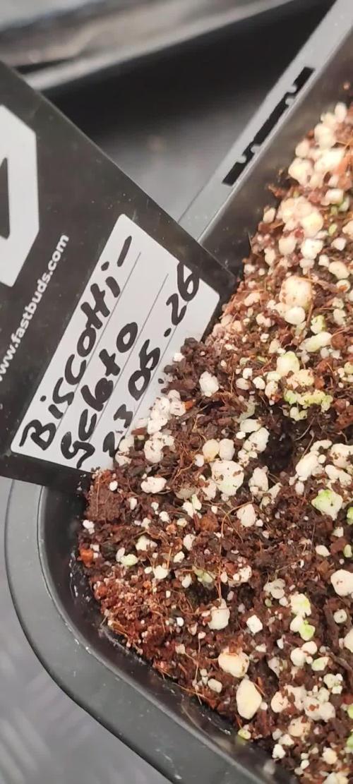 FASTBUDS Biscotti Gelato