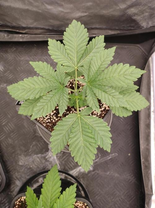 FASTBUDS Biscotti Gelato. Week 5