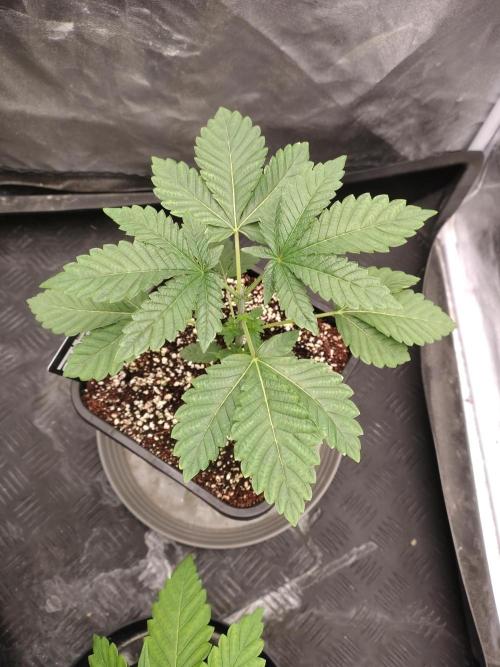 FASTBUDS Biscotti Gelato. Week 5