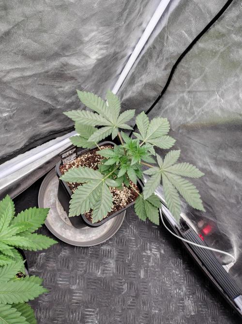 FASTBUDS Biscotti Gelato. Week 5