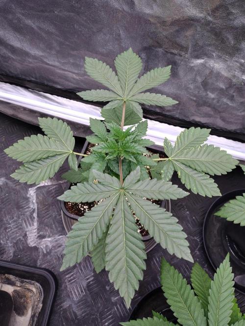 FASTBUDS Biscotti Gelato. Week 5