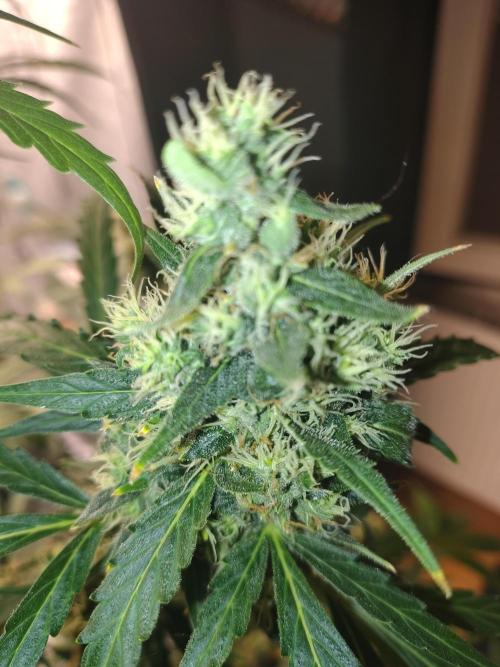 Fastbuds Gorilla Z Auto. Week 11