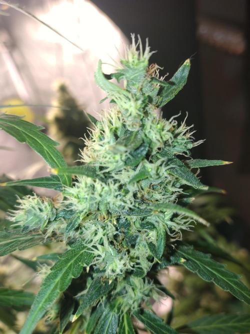 Fastbuds Gorilla Z Auto. Week 11
