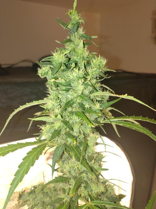 Fastbuds Gorilla Z Auto. Week 11