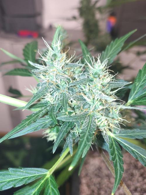 Fastbuds Gorilla Z Auto. Week 11