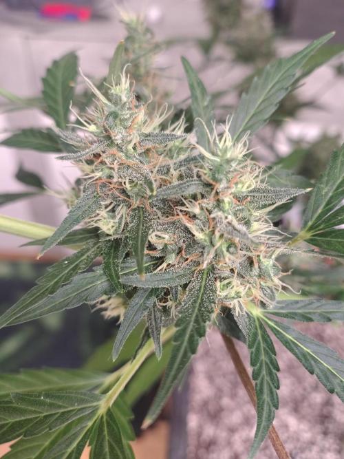 Fastbuds Gorilla Z Auto. Week 11