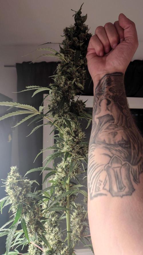 Fastbuds Gorilla Z Auto. Week 11