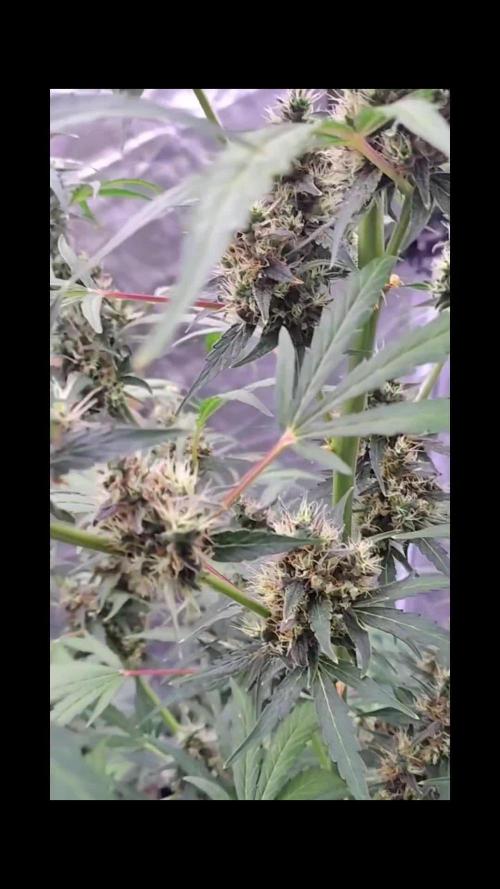 Fastbuds Gorilla Z Auto