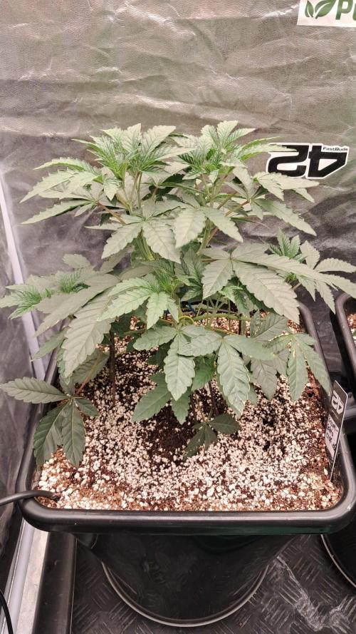 Biscotti Gelato. Week 6