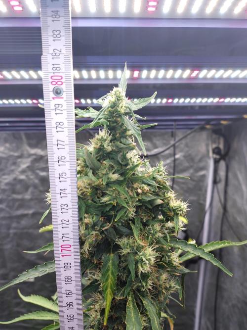 Fastbuds Gorilla Z Auto. Week 11