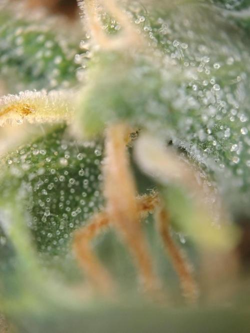 Fastbuds Gorilla Z Auto. Week 11