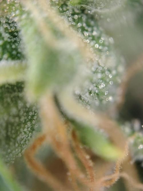 Fastbuds Gorilla Z Auto. Week 11