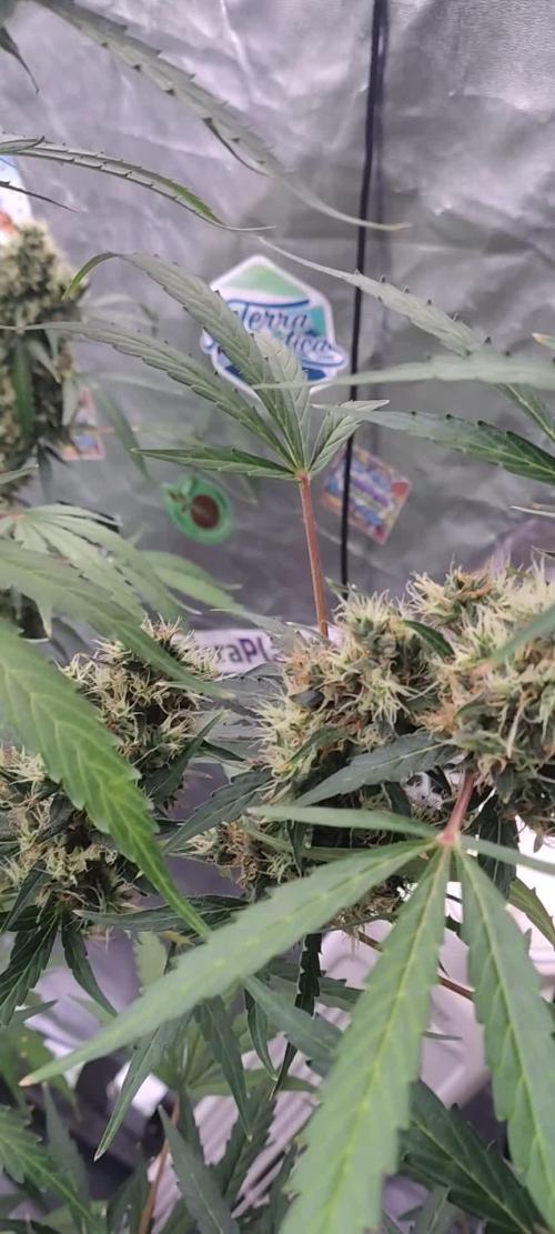 Fastbuds Gorilla Z Auto