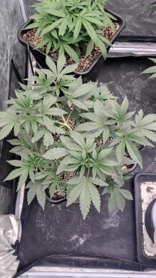 Biscotti Gelato. Week 7