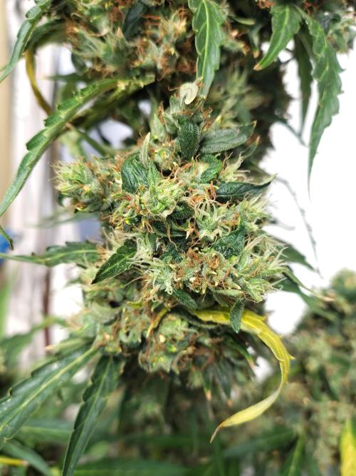 Fastbuds Gorilla Z Auto. Week 14