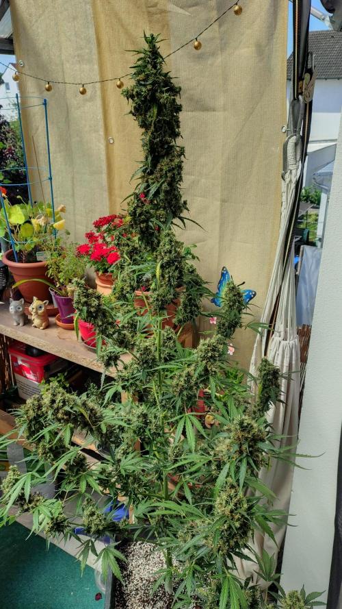 Fastbuds Gorilla Z Auto. Week 14