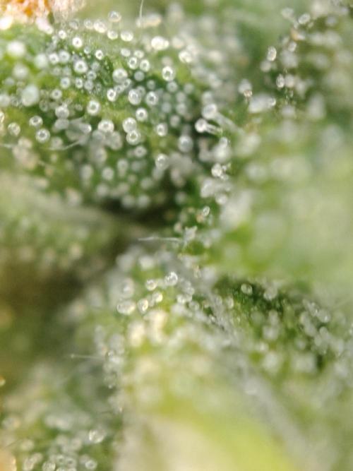 Fastbuds Gorilla Z Auto. Week 14