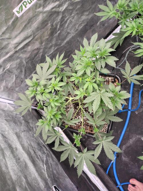 Biscotti Gelato. Week 8