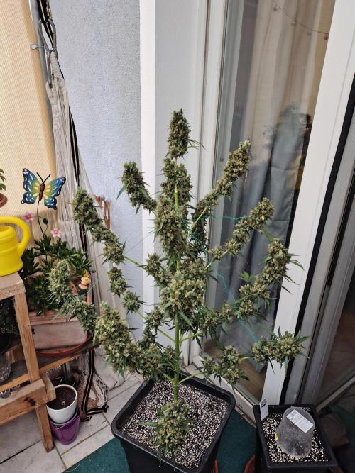Fastbuds Gorilla Z Auto. Week 15