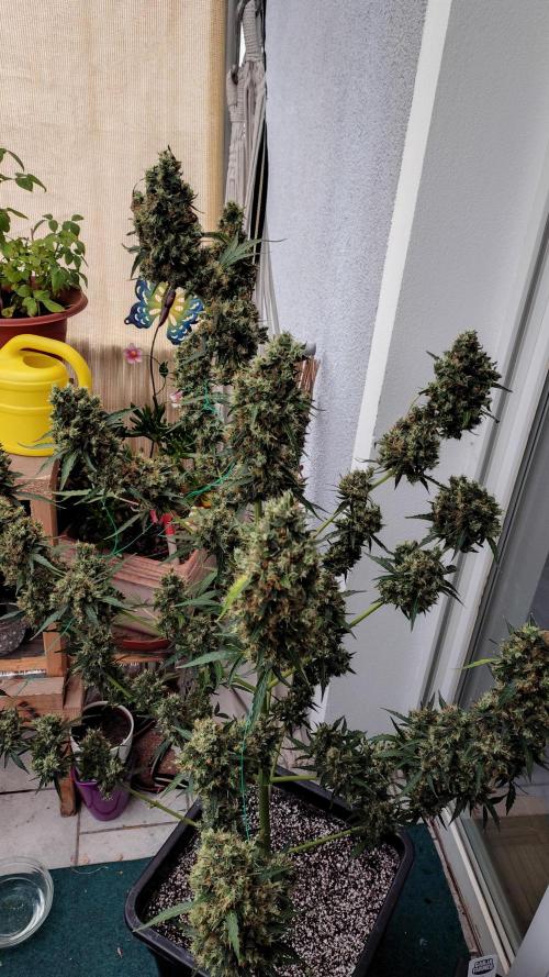 Fastbuds Gorilla Z Auto. Week 15